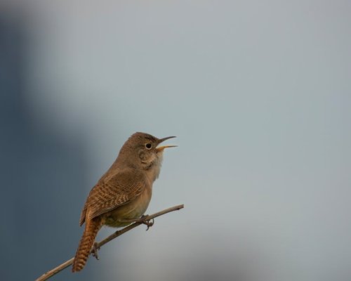 Mariana López, Coordinadora de Contenidos